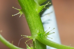 Stipitate glands on the stem of Passiflora foetida (Stinking Passionflower) photo